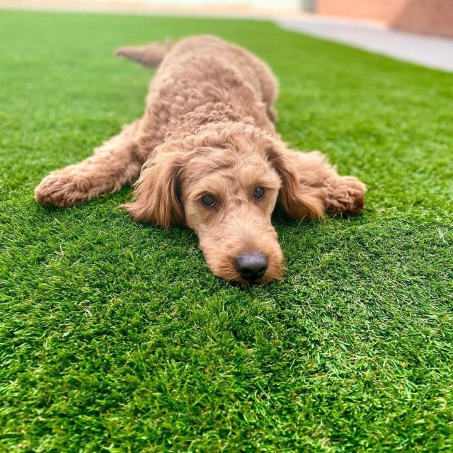 Artificial grass for dogs.